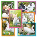 Photo Bunny Cards
