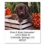 Brown Lab Puppy In Crate Select Address Labels
