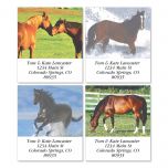 Horse Enthusiast Select Address Labels  (4 Designs)