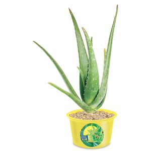 Auntie Annie Aloe Eco Seed Sprouts