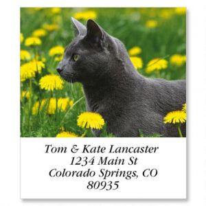 Dandy Cat Select Return Address Labels