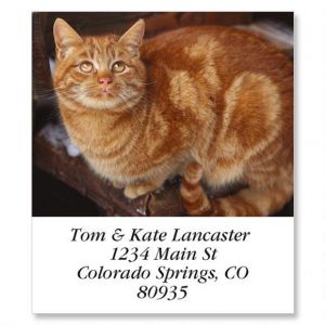 Tabby Cat Select Return Address Labels