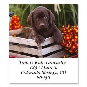 Brown Lab Puppy In Crate Select Address Labels
