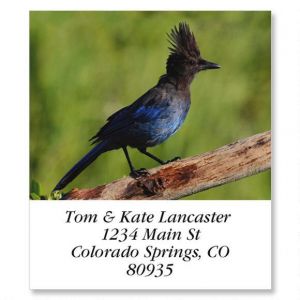 Stellers Jay  Select Return Address Labels