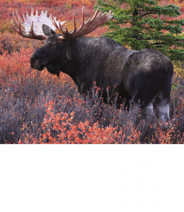 Moose Select Address Labels