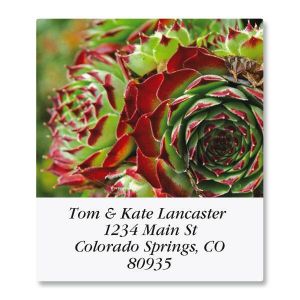 Cactus Flower Select Address Labels  (12 Designs)