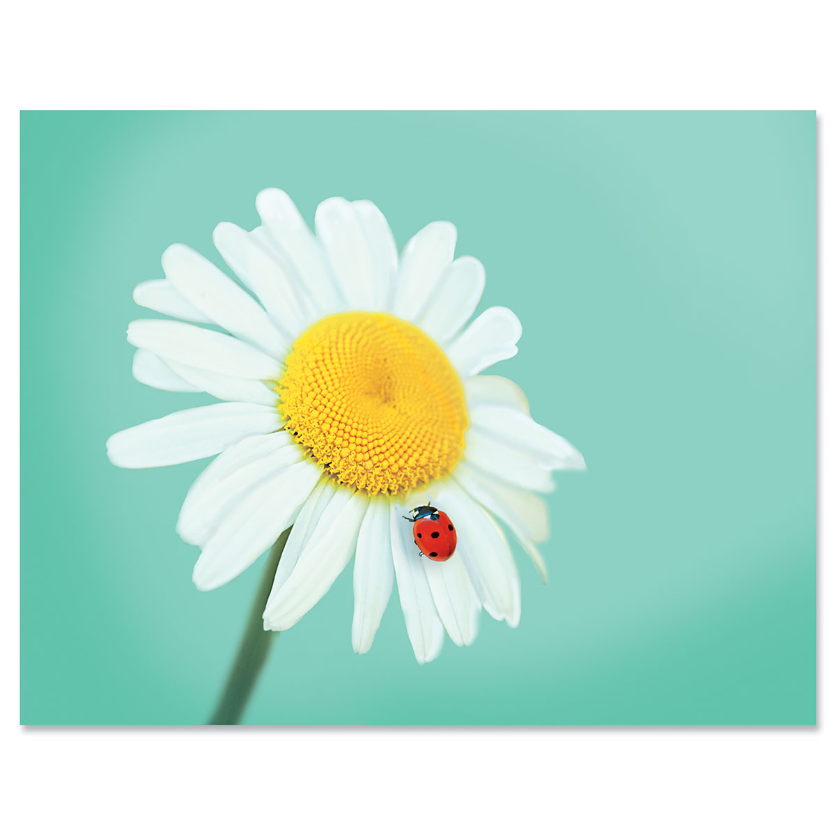 Daisy & Ladybugs Note Cards | Colorful Images
