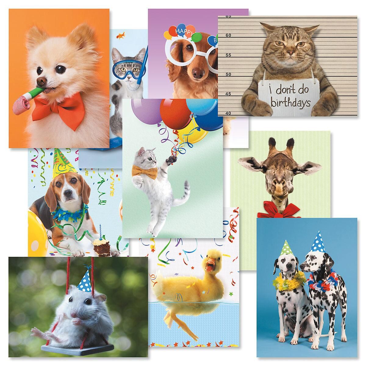 Picture This Birthday Greeting Cards Value Pack
