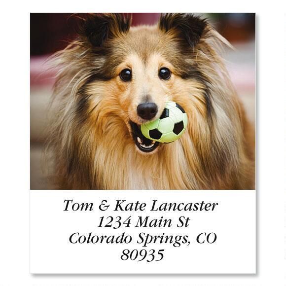 Shetland Select Return Address Labels