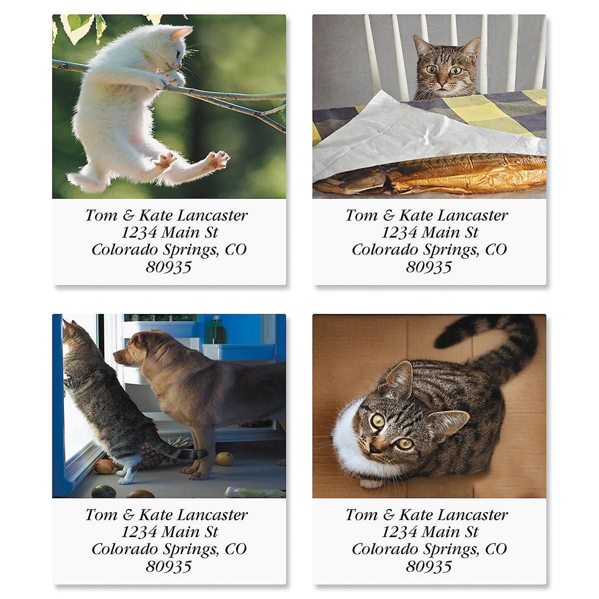 Catitude Select Return Address Labels (4 Designs)