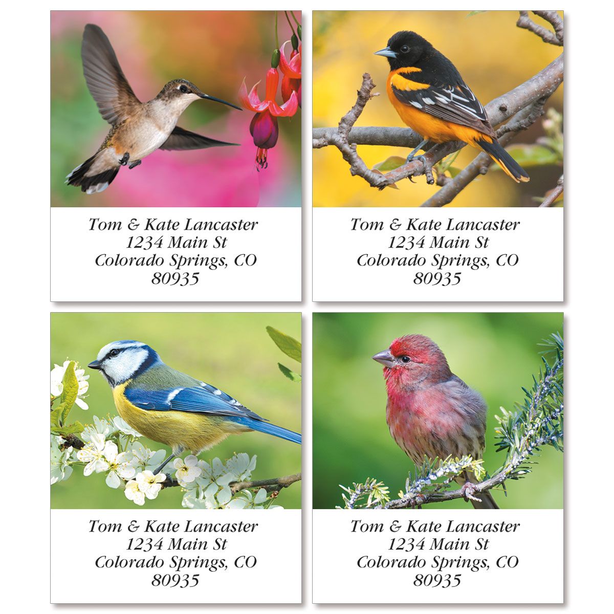 Birds of America Select Return Address Labels (4 Designs) Colorful Images