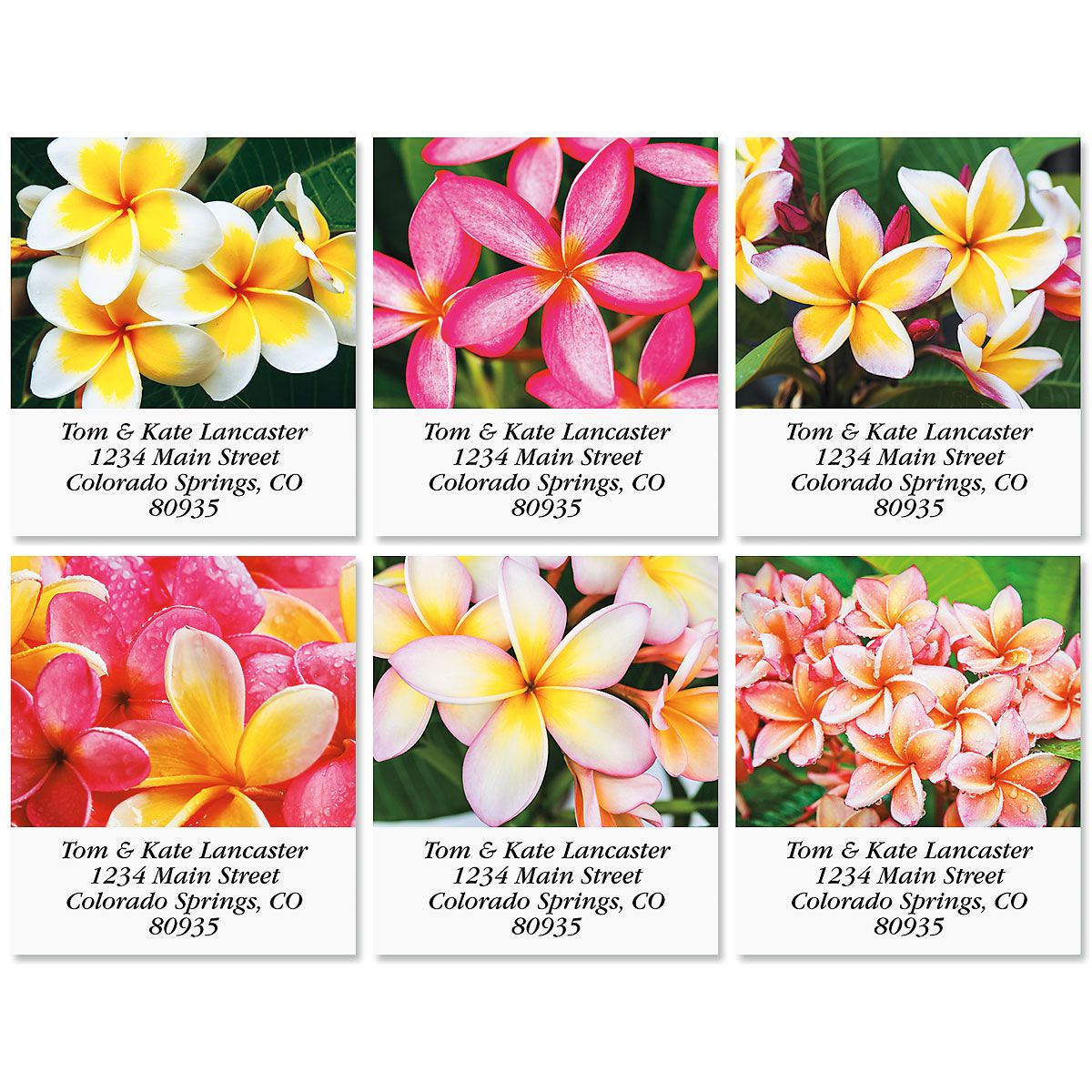 Plumeria Flowers Select Return Address Labels (6 Designs) Colorful Images
