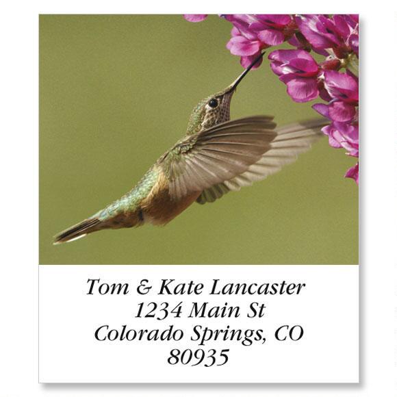 Calliope Hummingbird Select Return Address Labels