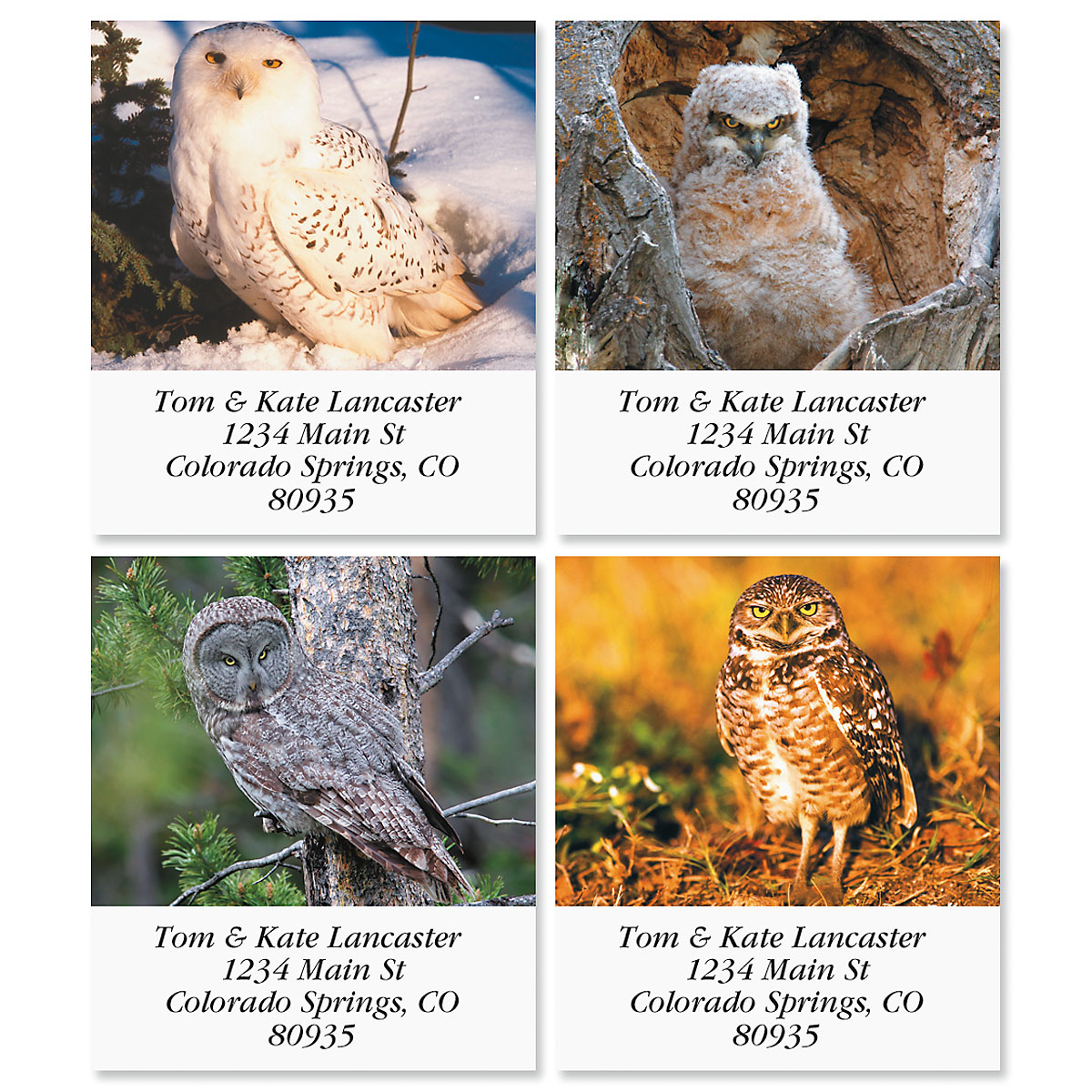 Owl Post Labels Owls Select Address Labels | Colorful Images