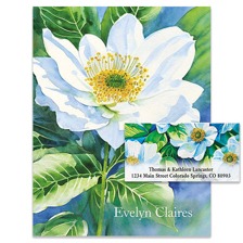 Shop White Flowers Collection at Colorful Images