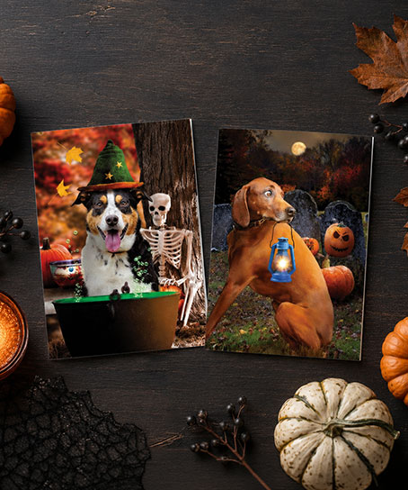Shop Halloween Cards at Colorful Images